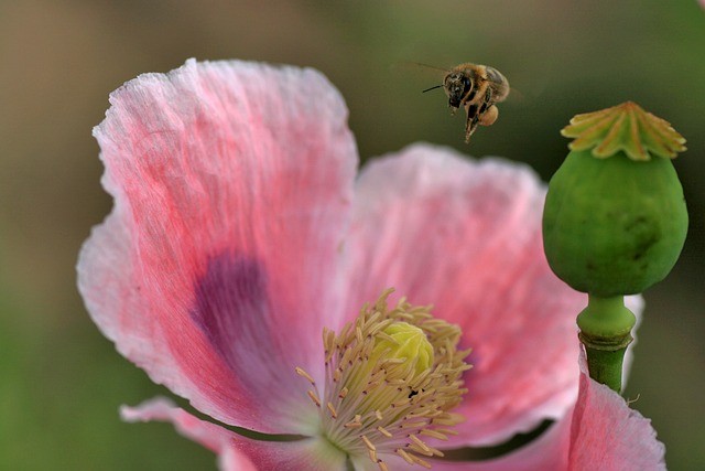Pyłek pszczeli odchudzanie