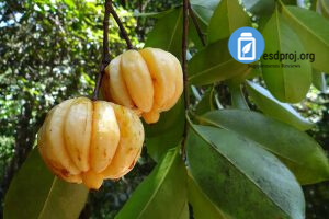 Garcinia Cambogia